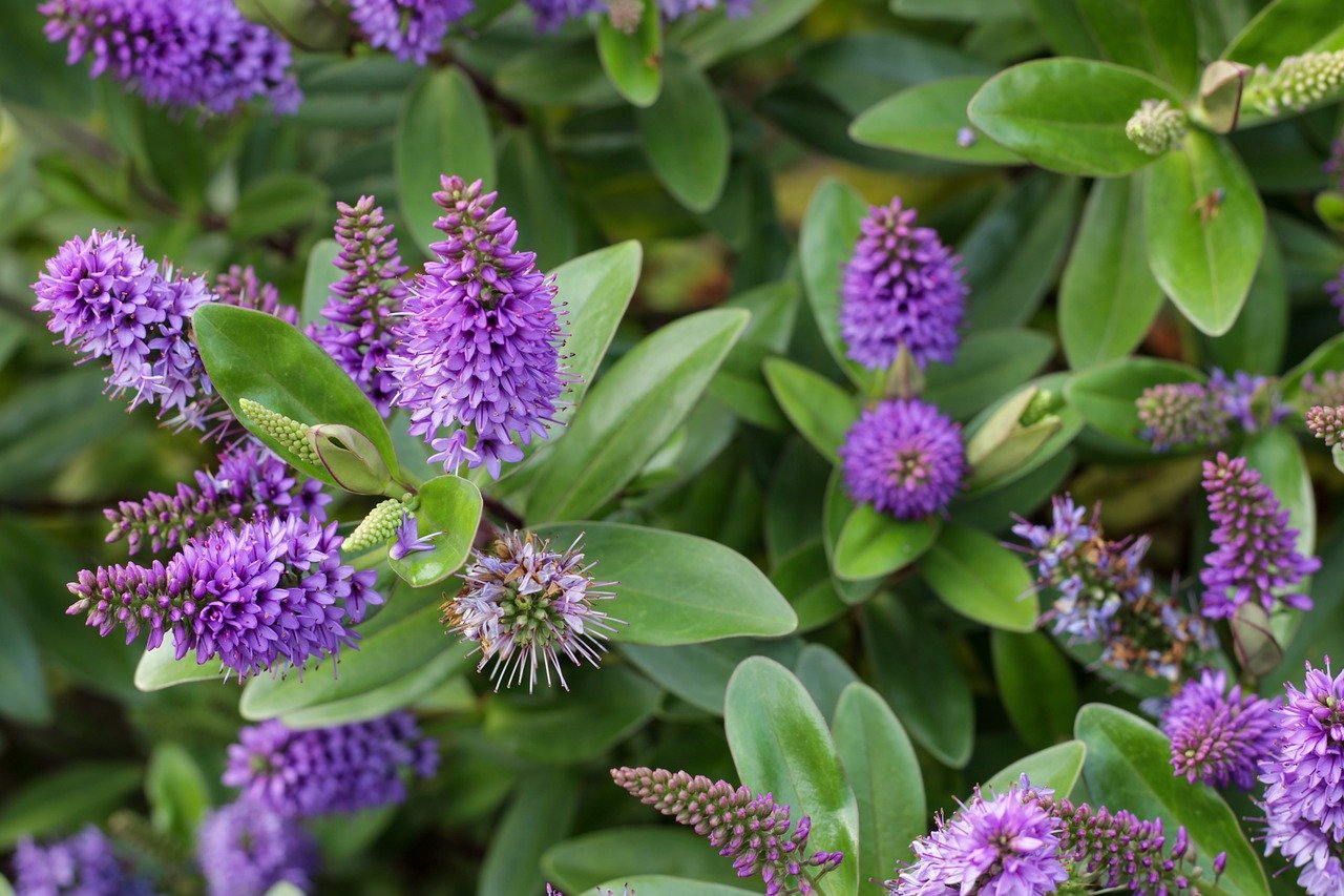 Top 10 Eco-Friendly Pest Control Methods for Your Garden
